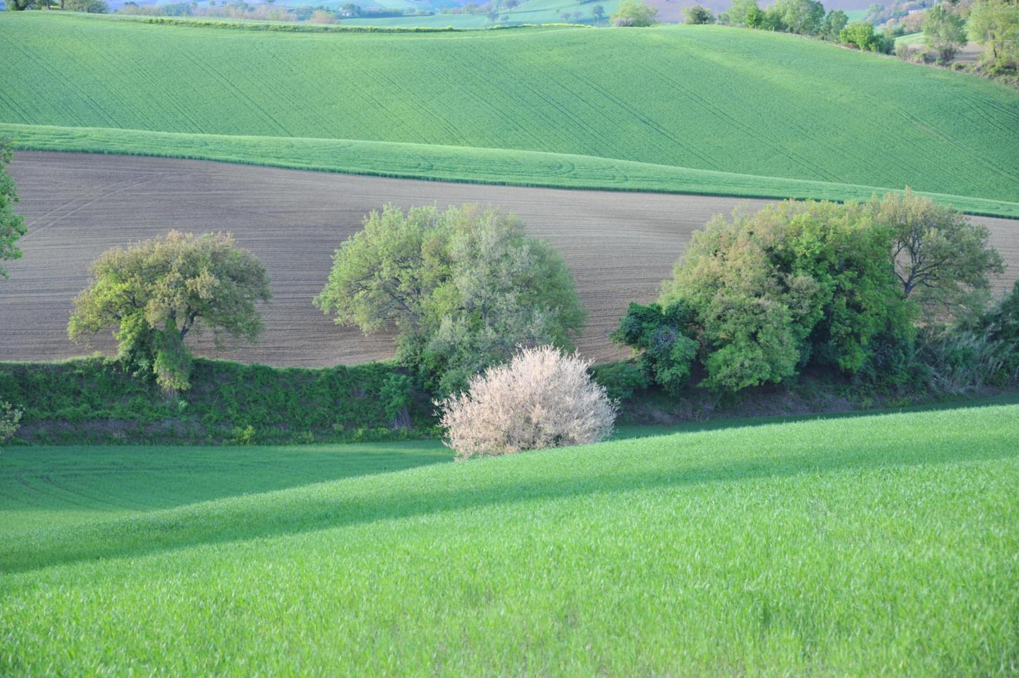 Solea Relais Di Charme- Adults Only Guest House Trecastelli Luaran gambar