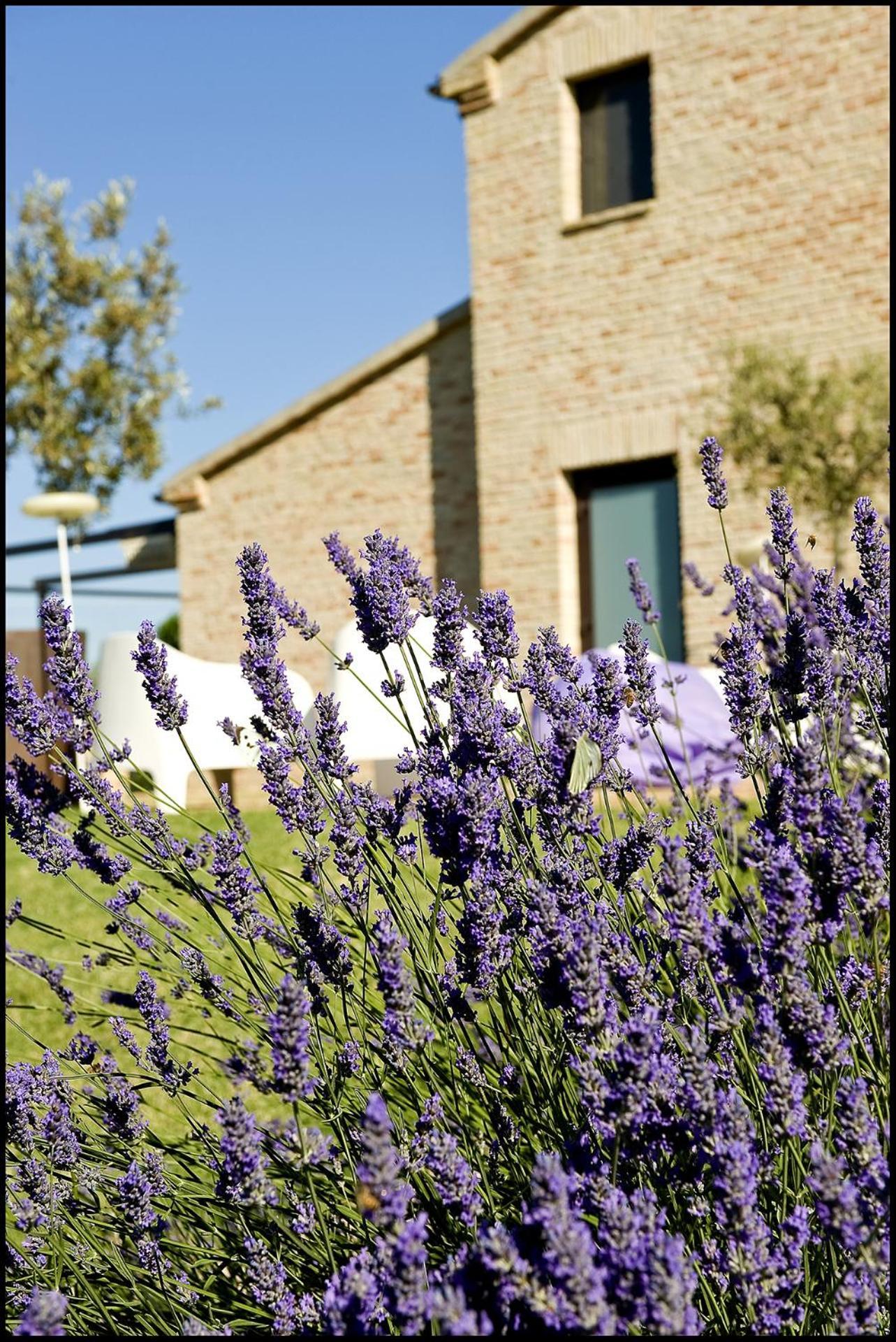 Solea Relais Di Charme- Adults Only Guest House Trecastelli Luaran gambar